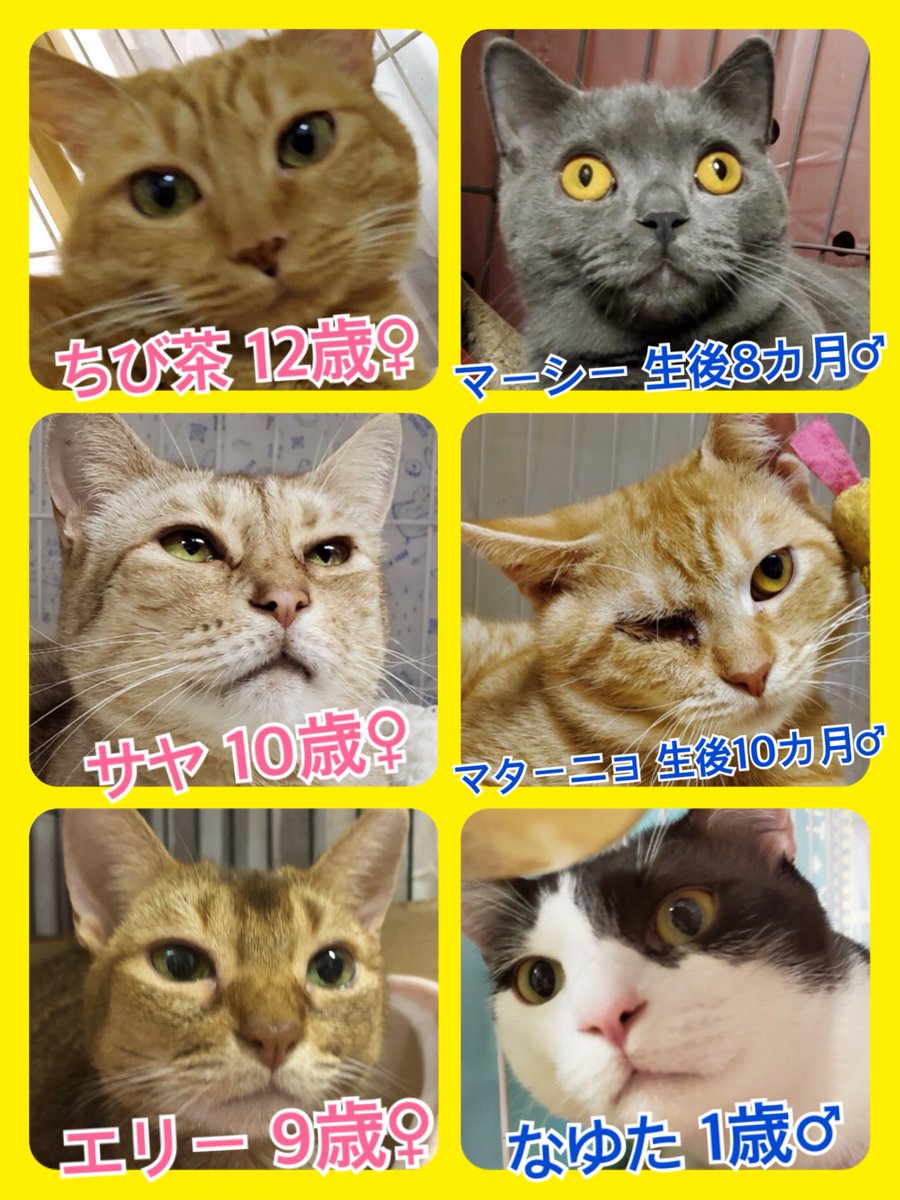 🐾今日の里親様募集中ニャンコ🐱メンバーです🐾2020,2,5